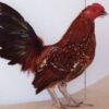 Mille Fleur Old English Game Bantam