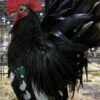 Mottled Japanese Bantam