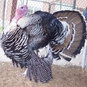 Narragansett Turkey