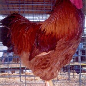 New Hampshire Chicken