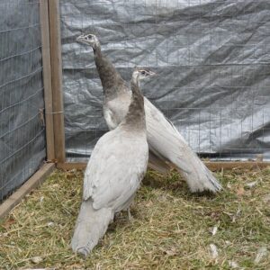 Opal Peafowl Pair