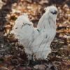 Paint Silkie