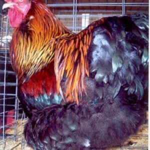 Partridge Cochin Standard Chicken