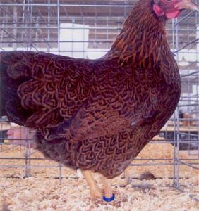 Partridge Plymouth Rock Chicken
