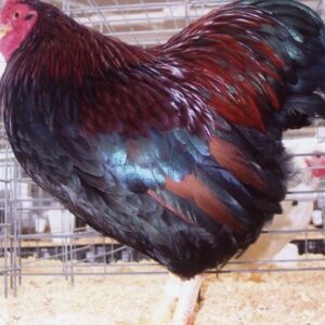 Partridge Wyandotte Bantam