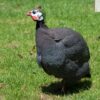 Pearl Grey Guinea Fowl