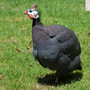 Pearl Grey Guinea Fowl