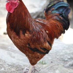 Production Red Chicken