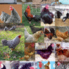 Purebred Bantam Assortment Special