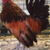Quail Belgian Bearded d'Anver Bantam