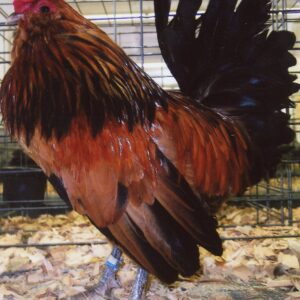 Quail Belgian Bearded d'Anver Bantam
