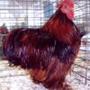 Red Cochin Bantam