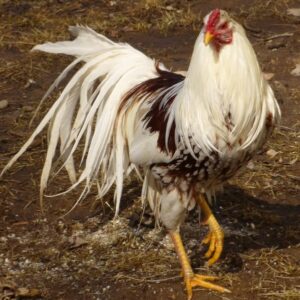 Red Dorking Chicken