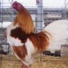 Red Pyle Old English Game Bantam