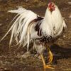 Red Shoulder Yokohama Chicken
