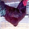 Rhode Island Red Chicken