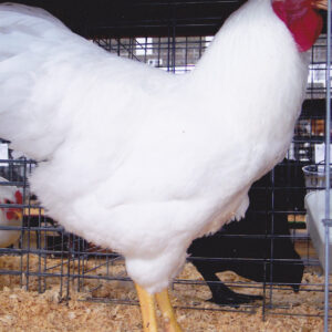 Rhode Island White Chicken
