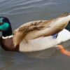 Rouen Duck