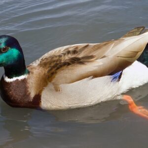 Rouen Duck