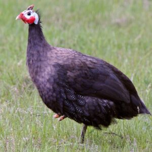 Royal Purple Guinea Fowl