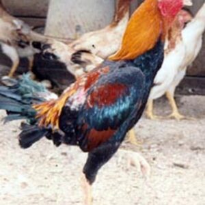 Saipan Jungle Fowl Chicken