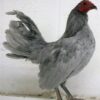 Self Blue Old English Game Bantam