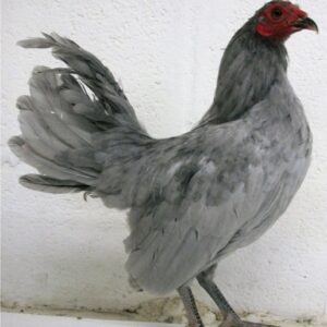 Self Blue Old English Game Bantam