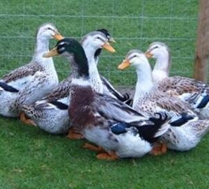 Silver Appleyard Duck