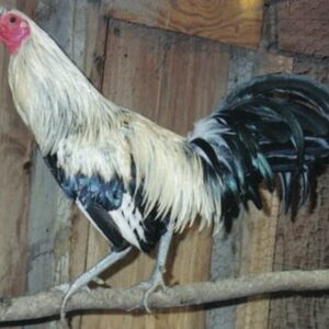 Silver Duckwing Jungle Fowl Standard Old English