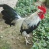 Silver Duckwing Old English Game Bantam