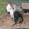 Silver Duckwing Phoenix Bantam