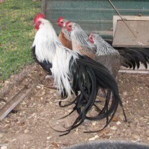 Silver Duckwing Phoenix Bantam