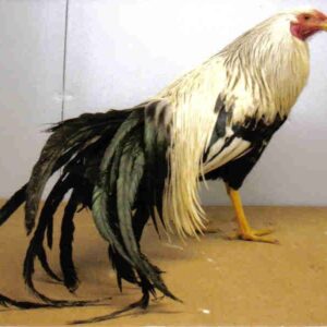 Silver Duckwing Yokohama Chicken