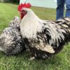 Silver Laced English Orpington Chicken