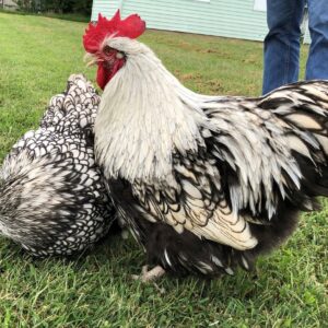 Silver Laced English Orpington Chicken
