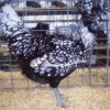 Silver Laced Polish Chicken