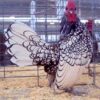 Silver Sebright Bantam