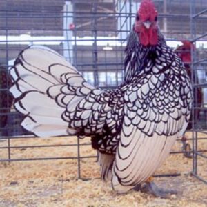 Silver Sebright Bantam