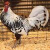 Silver Spangled Hamburg Chicken
