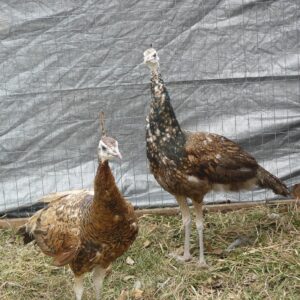 Spalding Purple Black Shoulder Peafowl Pair