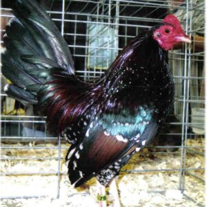 Spangled Old English Game Bantam