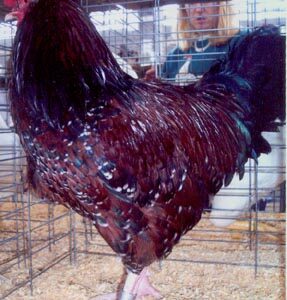 Speckled Sussex Chicken