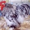 Splash Cochin Bantam