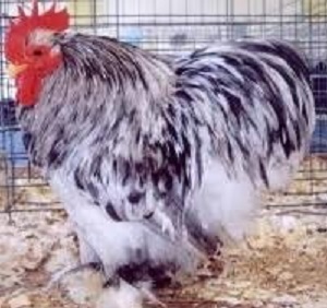 Splash Cochin Bantam