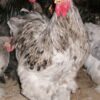 Splash Cochin Standard Chicken