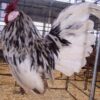 Splash Rosecomb Bantam