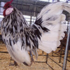 Splash Rosecomb Bantam