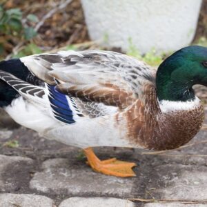 Welsh Harlequin Ducks