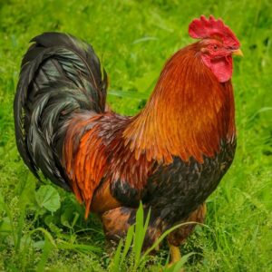 Welsummer Chicken