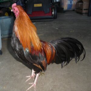 Wheaten Cubalaya Bantam